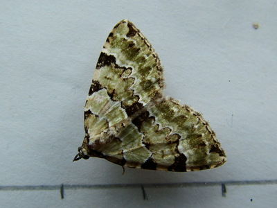 Green Carpet